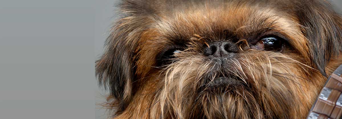 How Much Would Pet Insurance Cost For Chewbacca? | Canstar