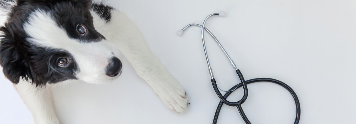 Does Pet Insurance Cover Pet Desexing? | Canstar