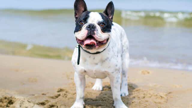 Australias Top 10 Most Popular Dog Breeds Canstar