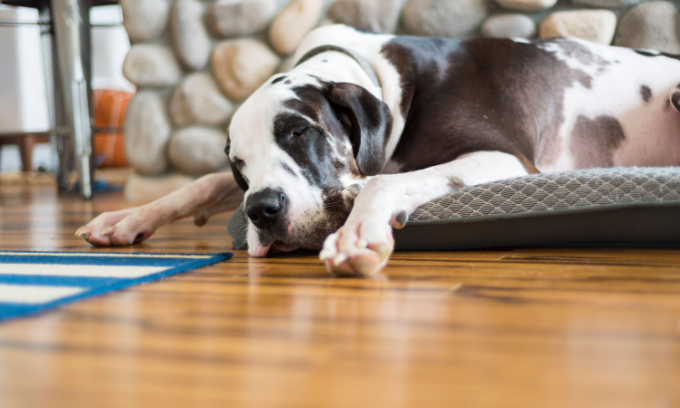 How Much Does Bamboo Flooring Cost?